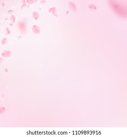 Sakura petals falling down. Romantic pink flowers corner. Flying petals on pink square background. Love, romance concept. Sightly wedding invitation.