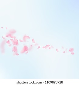 Sakura petals falling down. Romantic pink flowers comet. Flying petals on blue sky square background. Love, romance concept. Optimal wedding invitation.