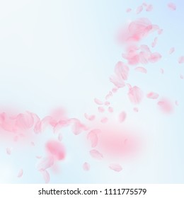 Sakura petals falling down. Romantic pink flowers corner. Flying petals on blue sky square background. Love, romance concept. Rare wedding invitation.