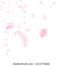 Sakura petals falling down. Romantic pink flowers corner. Flying petals on white square background. Love, romance concept. Bewitching wedding invitation.