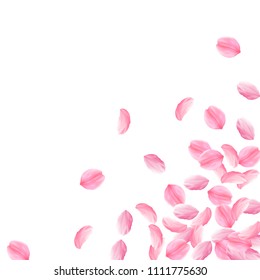 Sakura petals falling down. Romantic pink bright big flowers. Thick flying cherry petals. Scattered bottom right corner uncommon vector background. Love, affection, romance concept.