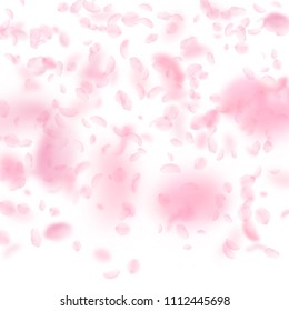 Sakura petals falling down. Romantic pink flowers gradient. Flying petals on white square background. Love, romance concept. Radiant wedding invitation.