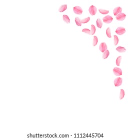 Sakura petals falling down. Romantic pink silky medium flowers. Sparse flying cherry petals. Top right corner mesmeric vector background. Love, affection, romance concept.