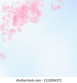 Sakura petals falling down. Romantic pink flowers corner. Flying petals on blue sky square background. Love, romance concept. Beautiful wedding invitation.