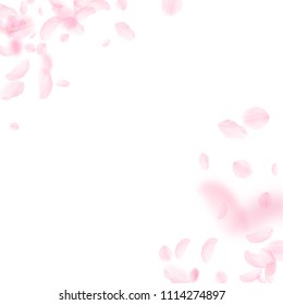 Sakura petals falling down. Romantic pink flowers corner. Flying petals on white square background. Love, romance concept. Amazing wedding invitation.