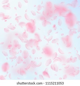 Sakura petals falling down. Romantic pink flowers falling rain. Flying petals on blue sky square background. Love, romance concept. Juicy wedding invitation.