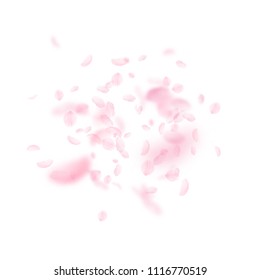 Sakura petals falling down. Romantic pink flowers explosion. Flying petals on white square background. Love, romance concept. Fascinating wedding invitation.