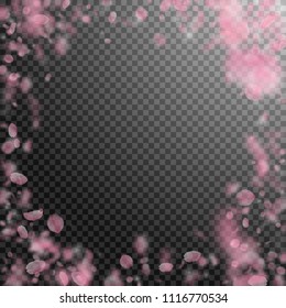 Sakura petals falling down. Romantic pink flowers vignette. Flying petals on transparent square background. Love, romance concept. Ideal wedding invitation.