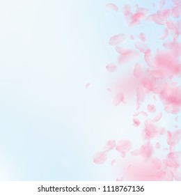 Sakura petals falling down. Romantic pink flowers gradient. Flying petals on blue sky square background. Love, romance concept. Terrific wedding invitation.