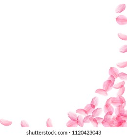 Sakura petals falling down. Romantic pink silky big flowers. Thick flying cherry petals. Square right bottom corner emotional vector background. Love, affection, romance concept.