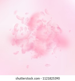 Sakura petals falling down. Romantic pink flowers explosion. Flying petals on pink square background. Love, romance concept. Flawless wedding invitation.