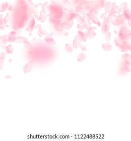 Sakura petals falling down. Romantic pink flowers falling rain. Flying petals on white square background. Love, romance concept. Graceful wedding invitation.