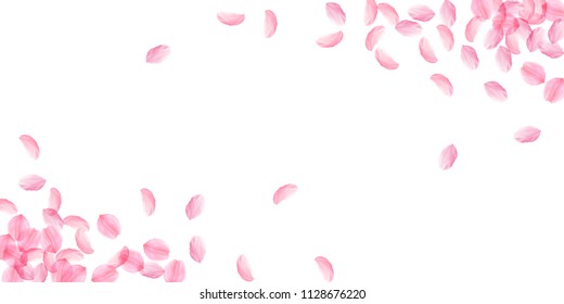 Sakura petals falling down. Romantic pink silky big flowers. Thick flying cherry petals. Wide corners quaint vector background. Love, affection, romance concept.