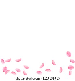 Sakura petals falling down. Romantic pink silky medium flowers. Sparse flying cherry petals. Square bottom classy vector background. Love, affection, romance concept.