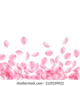 Sakura petals falling down. Romantic pink silky big flowers. Thick flying cherry petals. Scatter bottom gradient perfect vector background. Love, affection, romance concept.
