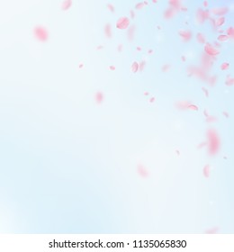 Sakura petals falling down. Romantic pink flowers corner. Flying petals on blue sky square background. Love, romance concept. Awesome wedding invitation.