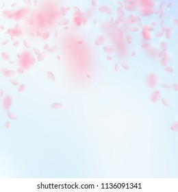 Sakura petals falling down. Romantic pink flowers falling rain. Flying petals on blue sky square background. Love, romance concept. Glamorous wedding invitation.