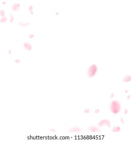 Sakura petals falling down. Romantic pink flowers corner. Flying petals on white square background. Love, romance concept. Alluring wedding invitation.