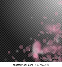 Sakura petals falling down. Romantic pink flowers corner. Flying petals on transparent square background. Love, romance concept. Decent wedding invitation.