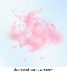 Sakura petals falling down. Romantic pink flowers explosion. Flying petals on blue sky square background. Love, romance concept. Exceptional wedding invitation.
