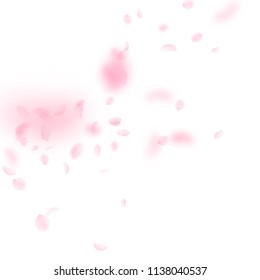 Sakura petals falling down. Romantic pink flowers corner. Flying petals on white square background. Love, romance concept. Vibrant wedding invitation.