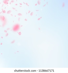 Sakura petals falling down. Romantic pink flowers corner. Flying petals on blue sky square background. Love, romance concept. Artistic wedding invitation.