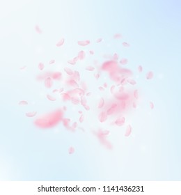 Sakura petals falling down. Romantic pink flowers explosion. Flying petals on blue sky square background. Love, romance concept. Excellent wedding invitation.