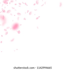 Sakura petals falling down. Romantic pink flowers corner. Flying petals on white square background. Love, romance concept. Breathtaking wedding invitation.
