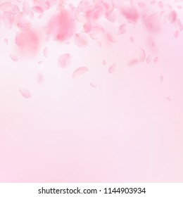 Sakura petals falling down. Romantic pink flowers gradient. Flying petals on pink square background. Love, romance concept. Dramatic wedding invitation.