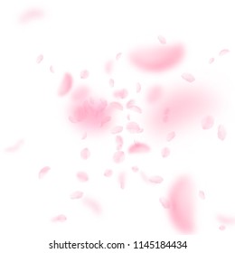 Sakura petals falling down. Romantic pink flowers explosion. Flying petals on white square background. Love, romance concept. Exotic wedding invitation.