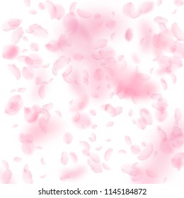 Sakura petals falling down. Romantic pink flowers falling rain. Flying petals on white square background. Love, romance concept. Noteworthy wedding invitation.