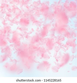 Sakura petals falling down. Romantic pink flowers gradient. Flying petals on blue sky square background. Love, romance concept. Pleasant wedding invitation.