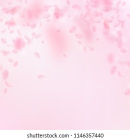 Sakura petals falling down. Romantic pink flowers falling rain. Flying petals on pink square background. Love, romance concept. Juicy wedding invitation.