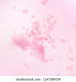 Sakura petals falling down. Romantic pink flowers explosion. Flying petals on pink square background. Love, romance concept. Fabulous wedding invitation.
