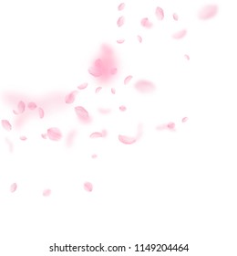 Sakura petals falling down. Romantic pink flowers corner. Flying petals on white square background. Love, romance concept. Wondrous wedding invitation.