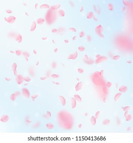 Sakura petals falling down. Romantic pink flowers falling rain. Flying petals on blue sky square background. Love, romance concept. Magnificent wedding invitation.