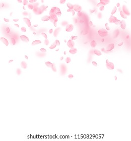 Sakura petals falling down. Romantic pink flowers gradient. Flying petals on white square background. Love, romance concept. Pretty wedding invitation.
