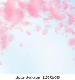 Sakura petals falling down. Romantic pink flowers falling rain. Flying petals on blue sky square background. Love, romance concept. Good-looking wedding invitation.
