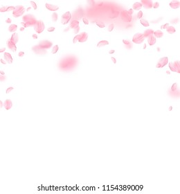 Sakura petals falling down. Romantic pink flowers falling rain. Flying petals on white square background. Love, romance concept. Grand wedding invitation.