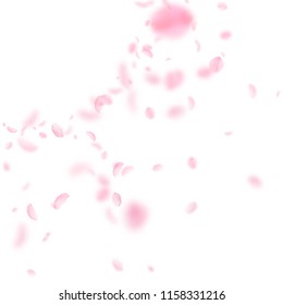 Sakura petals falling down. Romantic pink flowers corner. Flying petals on white square background. Love, romance concept. Worthy wedding invitation.