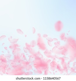 Sakura petals falling down. Romantic pink flowers gradient. Flying petals on blue sky square background. Love, romance concept. Positive wedding invitation.