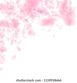 Sakura petals falling down. Romantic pink flowers falling rain. Flying petals on white square background. Love, romance concept. Majestic wedding invitation.