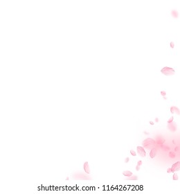 Sakura petals falling down. Romantic pink flowers corner. Flying petals on white square background. Love, romance concept. Shapely wedding invitation.