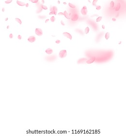 Sakura petals falling down. Romantic pink flowers gradient. Flying petals on white square background. Love, romance concept. Delightful wedding invitation.