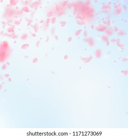 Sakura petals falling down. Romantic pink flowers falling rain. Flying petals on blue sky square background. Love, romance concept. Graceful wedding invitation.