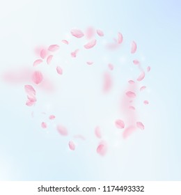 Sakura petals falling down. Romantic pink flowers frame. Flying petals on blue sky square background. Love, romance concept. Mesmeric wedding invitation.