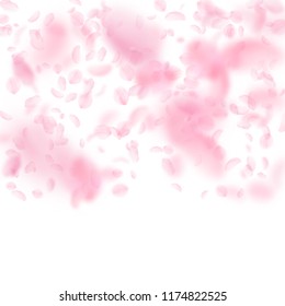 Sakura petals falling down. Romantic pink flowers gradient. Flying petals on white square background. Love, romance concept. Amusing wedding invitation.