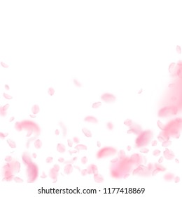 Sakura petals falling down. Romantic pink flowers falling rain. Flying petals on white square background. Love, romance concept. Likable wedding invitation.