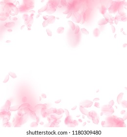 Sakura petals falling down. Romantic pink flowers falling rain. Flying petals on white square background. Love, romance concept. Lively wedding invitation.