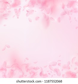 Sakura petals falling down. Romantic pink flowers falling rain. Flying petals on pink square background. Love, romance concept. Magnificent wedding invitation.